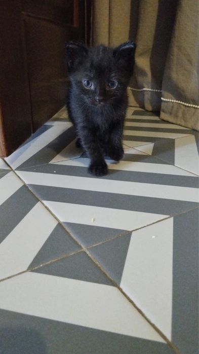 В добрые руки котята
