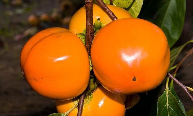 Pomi fructiferi exotici kaki Cioccolatino