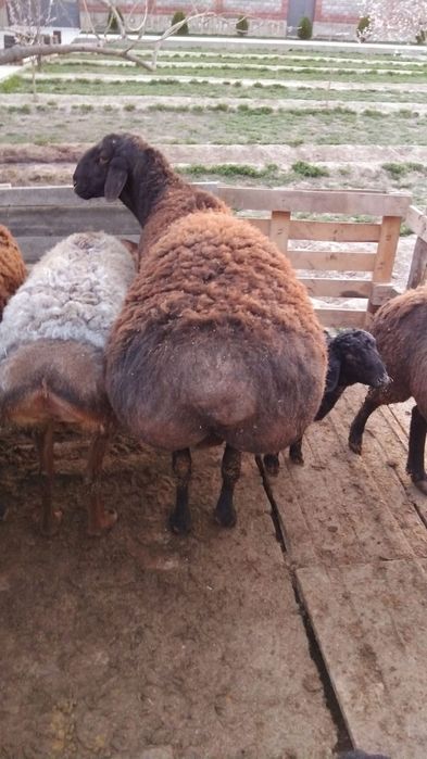 Урыктыкка кошкар сатылады