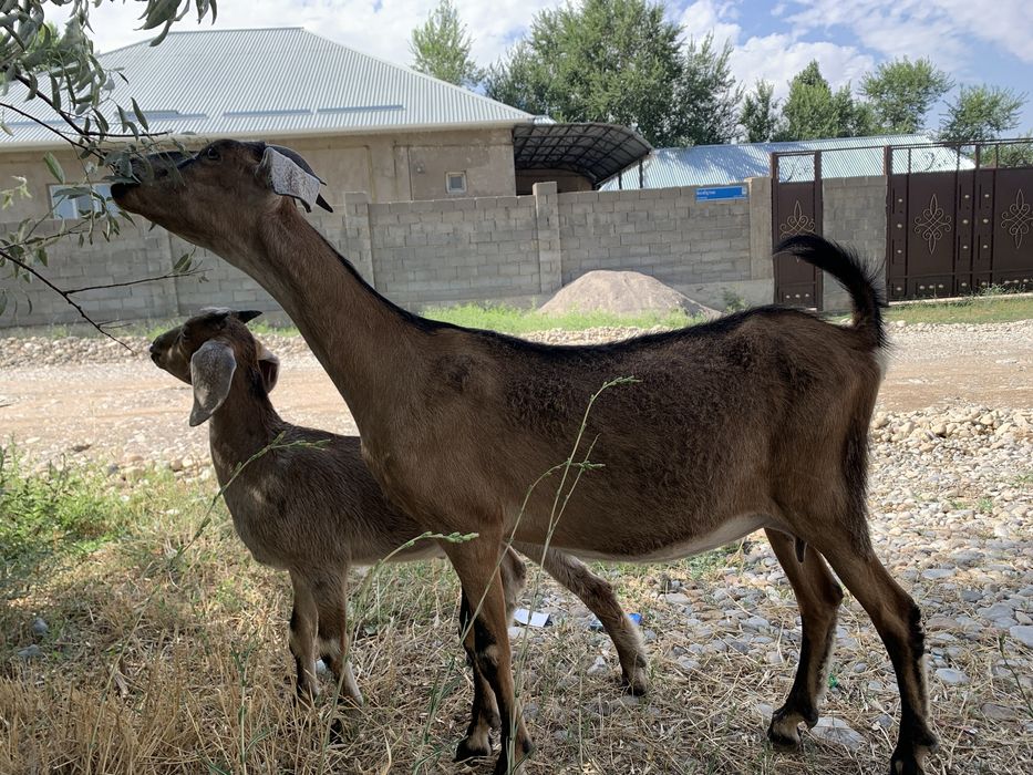 Англонубийский козел для племя