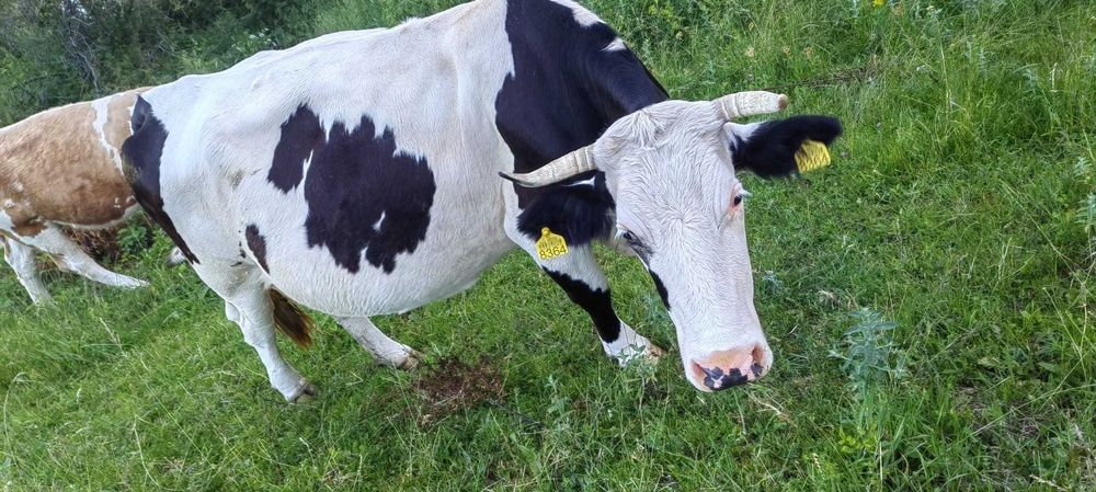 Vaca și juninca de vânzare