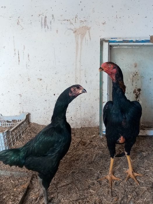 Дакен сатылады пара