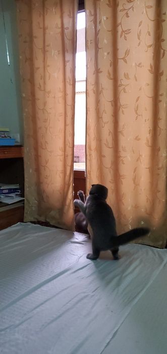 2 oylik mushuklar: erkak va ayollar mavjud