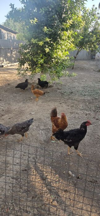 Продам дамашный куры +петух