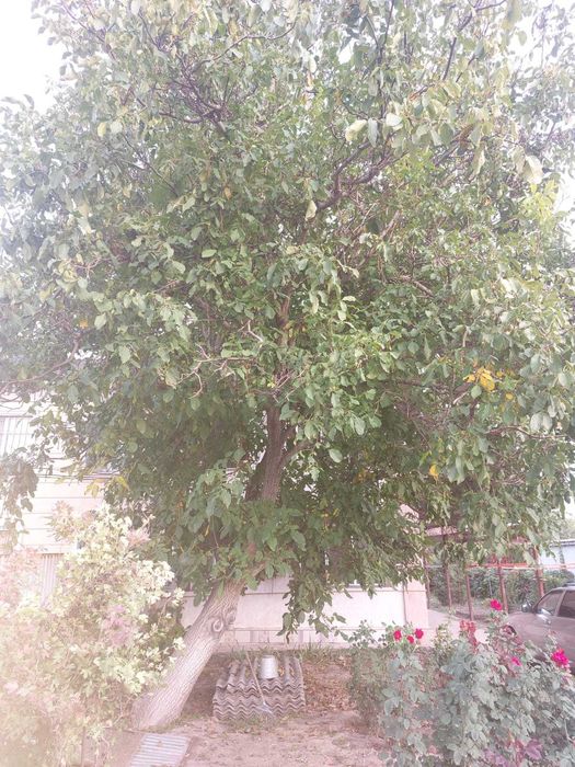 дерево орех на распил