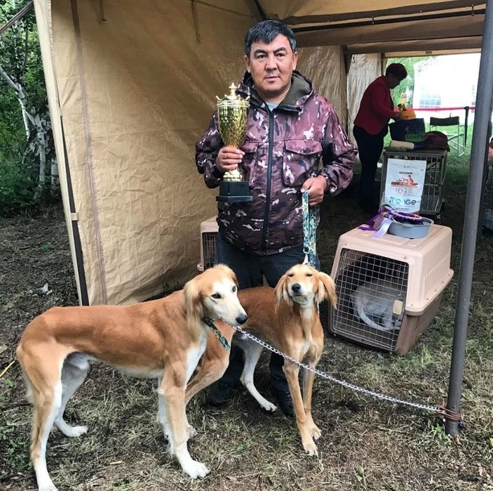 Дрессировка собак