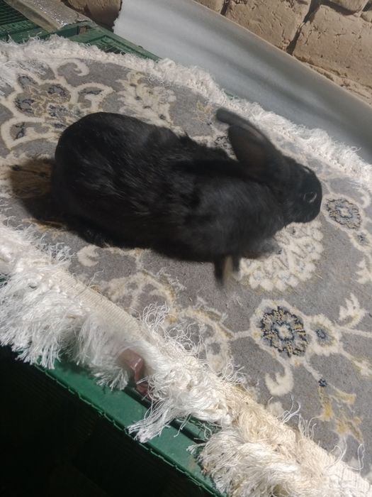 80 mingdan 4 oylik jaydari quyonlar