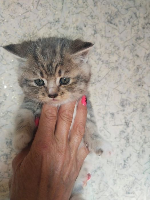 Котята шотландцы