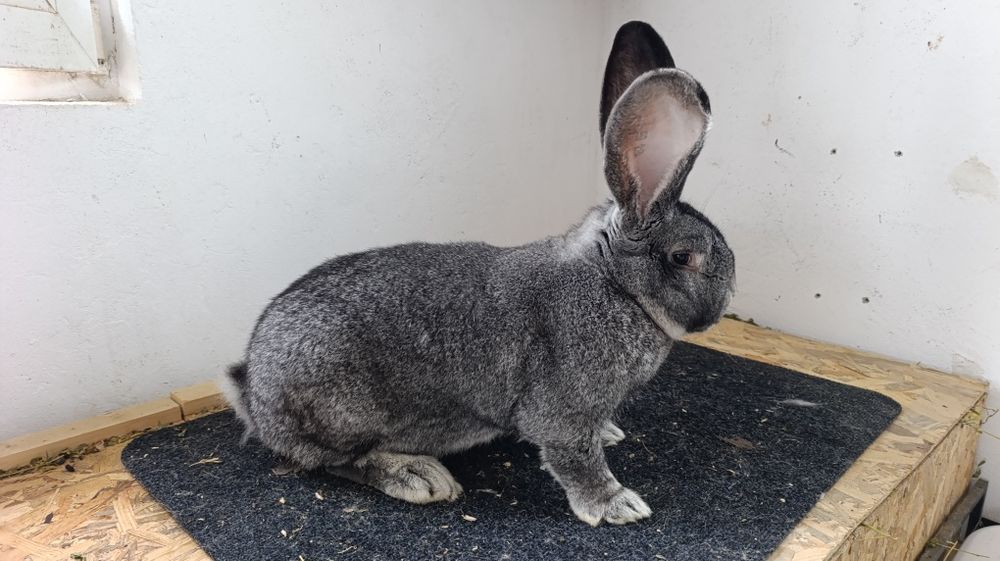 Iepuri Uriaș German Chinchilla și Fluture German