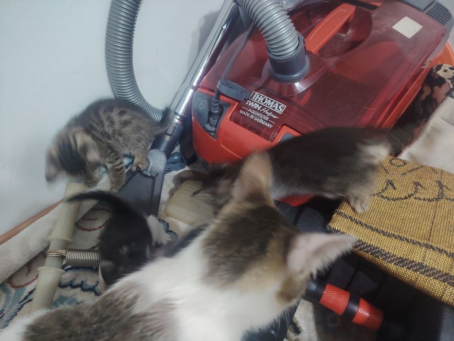 Отдам котят в добрые руки