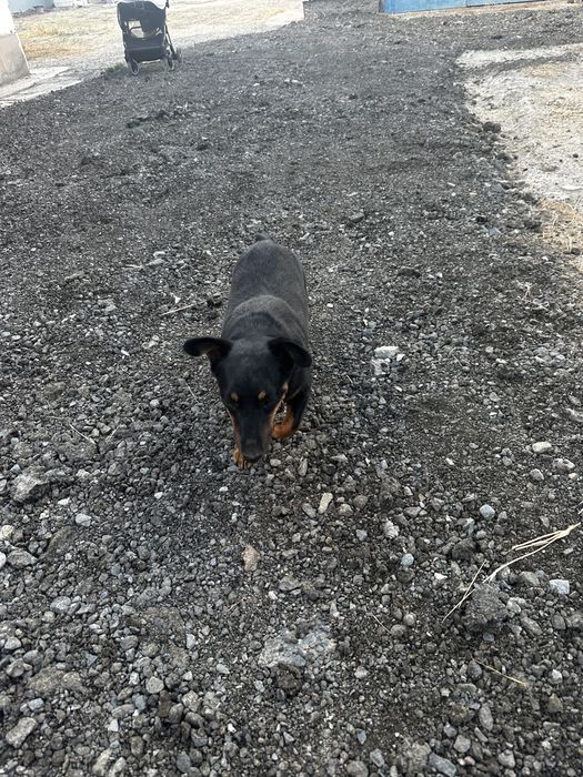 Якьтерер продаеться