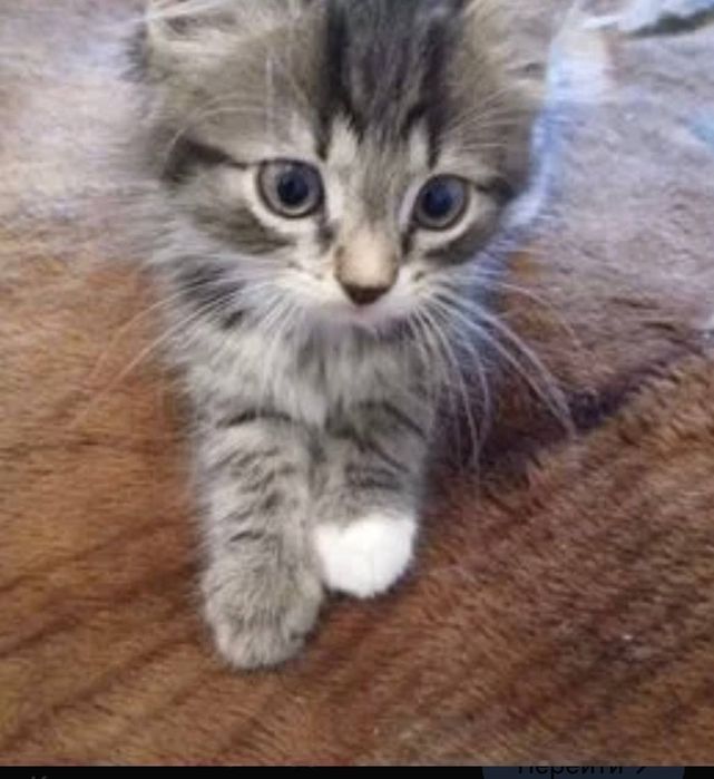 Котята даром в добрые руки