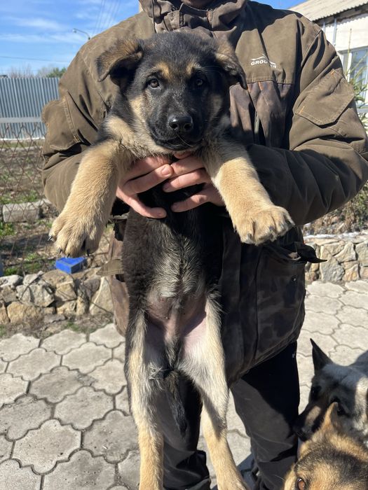 Щенок овчарки