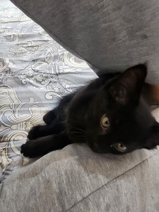 Отдам бесплатно в хорошие руки Кошку, Пишак