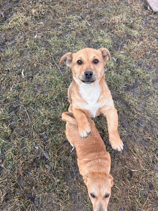 Donez căței pichinezi