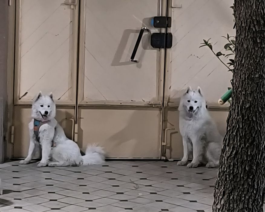 Срочно Продам пара Самоеда. Готовый бизнес. Медленный доход