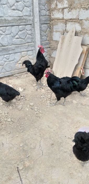 Жерси зотли хуроз