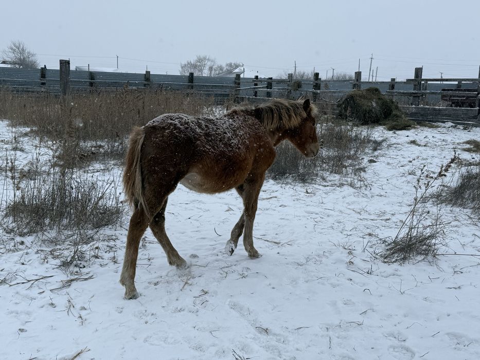 Продам жабагы девочка