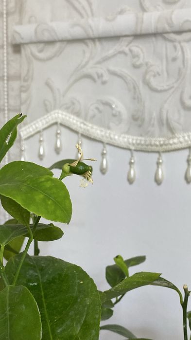 Лимонное дерево с плодами и бутонами