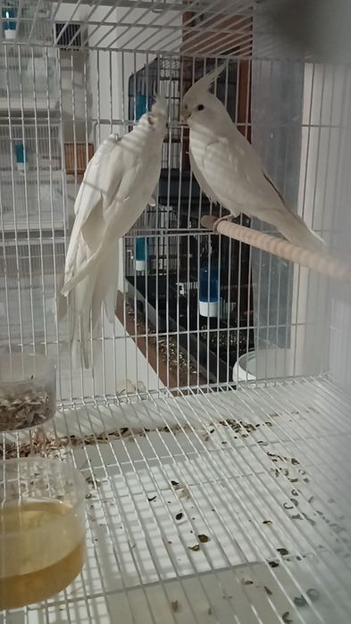 Попугаи Кореллы безщекие