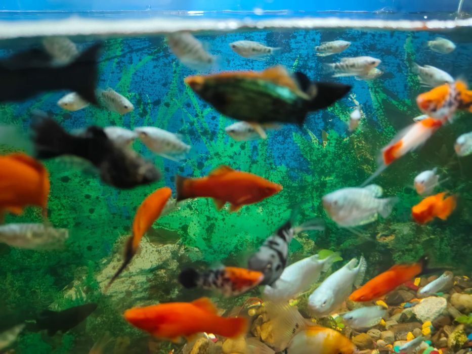 Домашние рыбки для аквариума