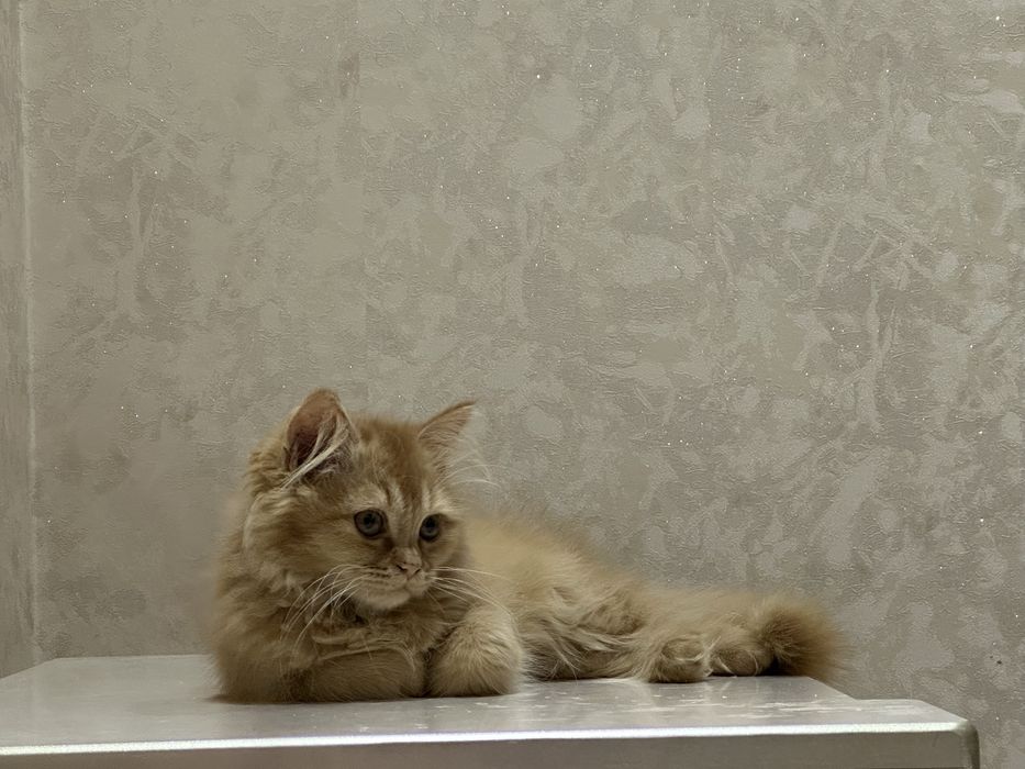 Britan Longhair mushukcha sotiladi