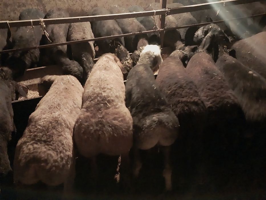 Еркек тоқтылар сатылады