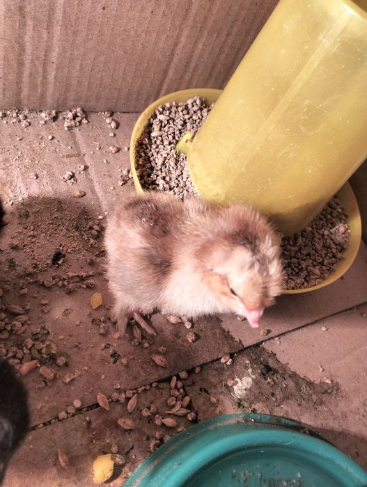 Цеплято домашний ломан Браун