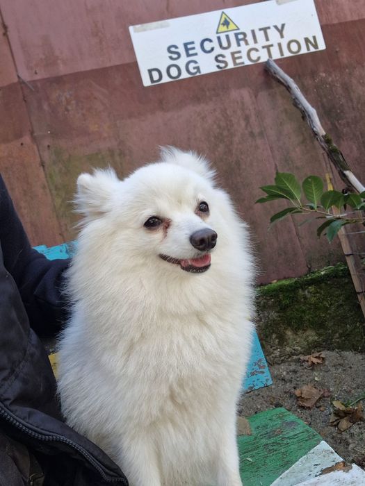 Vand pomeranian vulpino