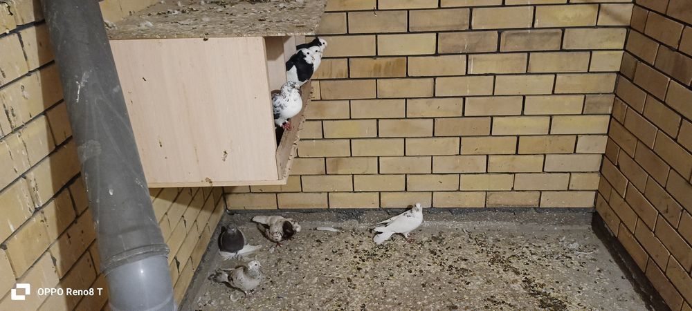 Голуби на продаже