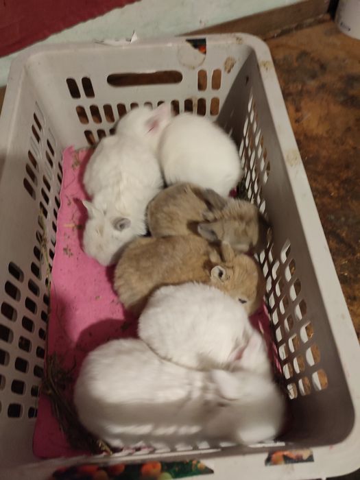 Кролчата декоративные