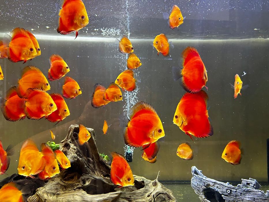 Pesti discus de vanzare