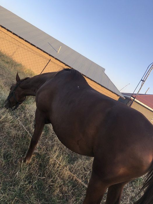 Biya sotiladi juda aqili