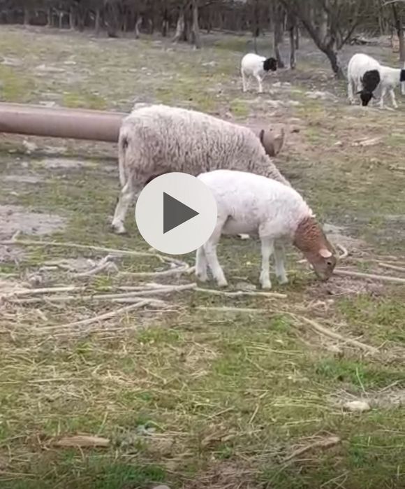 De vânzare doi  berbecuț  rasa dorper  au răutatea undeva la  40 kg  provin  din linie ft bună  se pot vedea și ridica din holod  bihor  auvîrsta