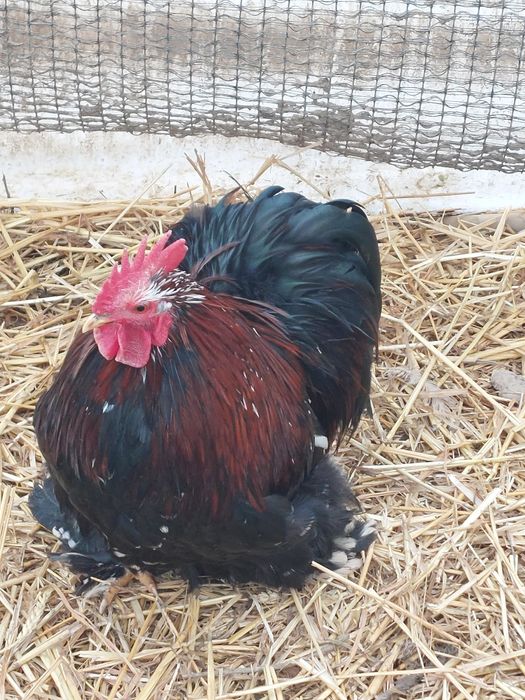 Vand sau schimb Cocos cochinchina pitic  10 luni