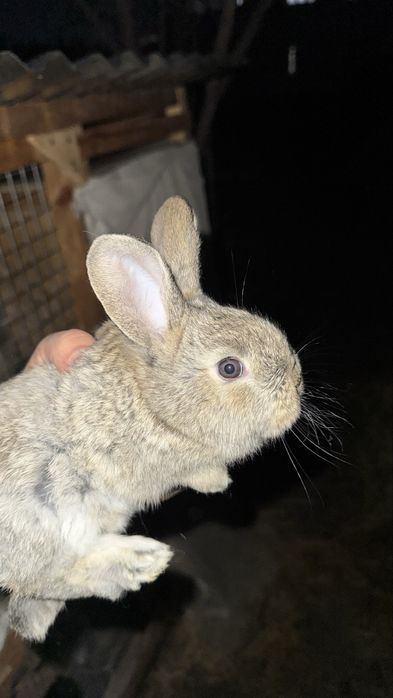 Flandr quyon bolalari sotiladi