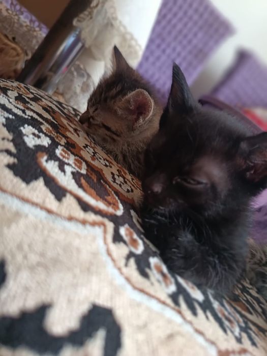 Котята Кызлорда 4 котенка