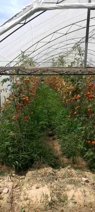 Уй 6 хона, 14 сотих,..