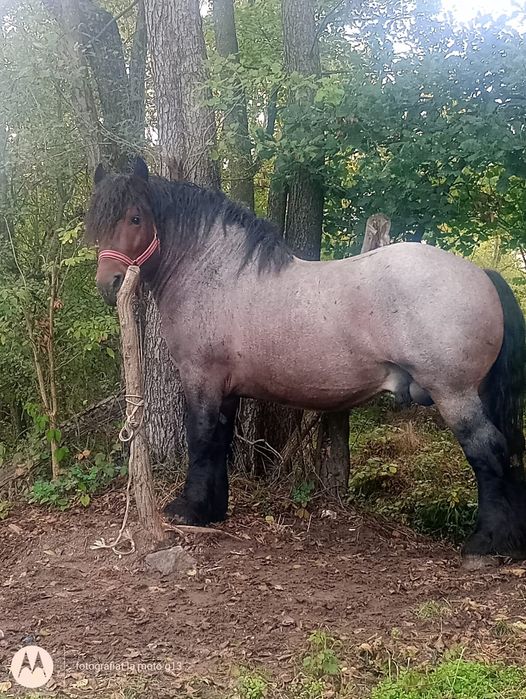 Vând cârlan Belgian