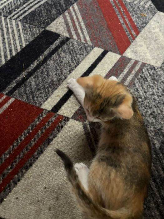 Котята в хорошие руки