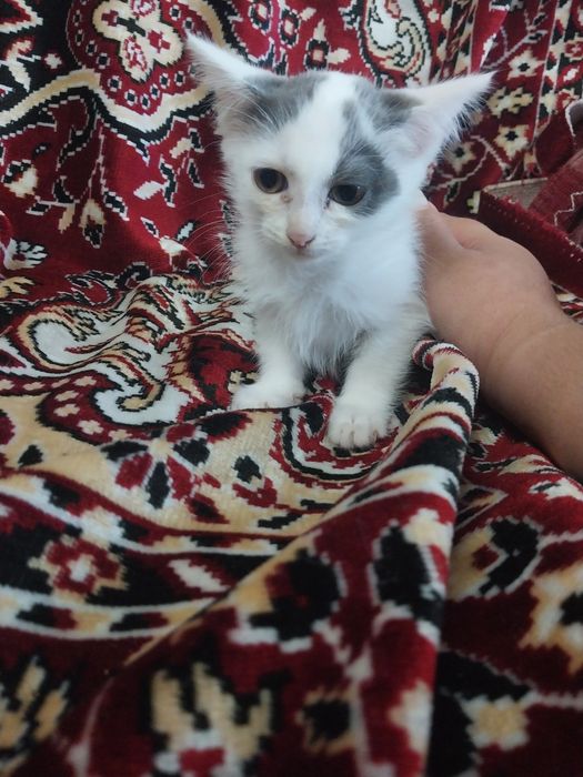 Отдам котят в добрые руки