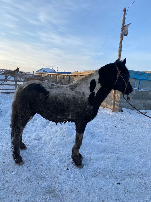 Продам откормленных жеребцов.