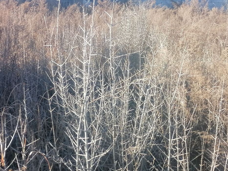 Анор кучатлари серхосил гарантия