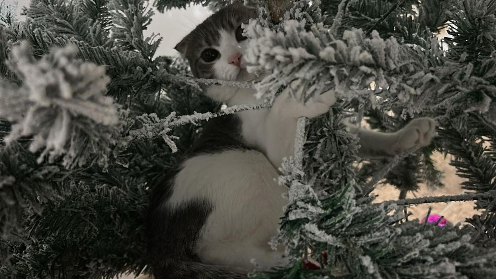 отдам кота в добрые руки