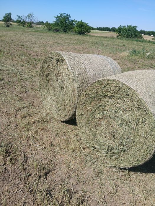 Vand 5 baloti de lucerna