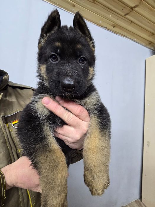 Прожам щенков немецкой овчарки