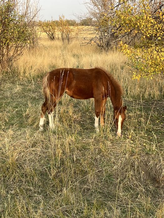 Продам кабылку 9 месецов