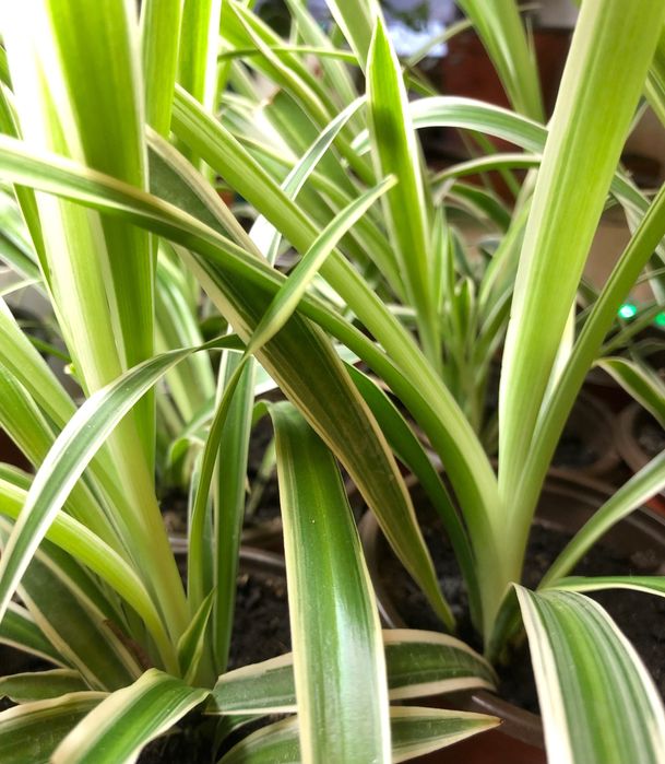 Хлорофитум ЦЕНА ЗА 10 ШТУК