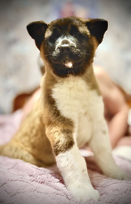 Американская акита