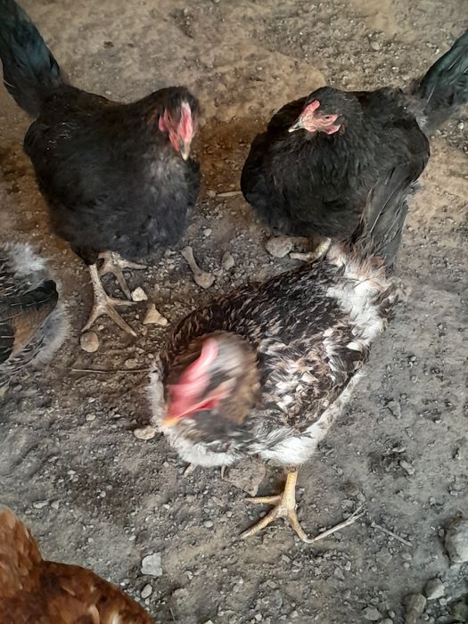 Honadon tovuqlari sotiladi